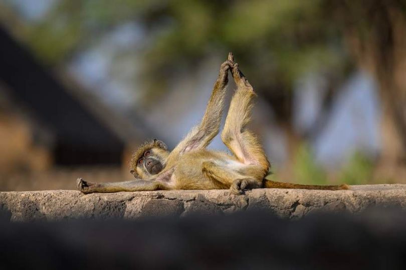 Cheeky monkey dubbed ‘yoga baboon’ after striking hilarious sun-soaked pose